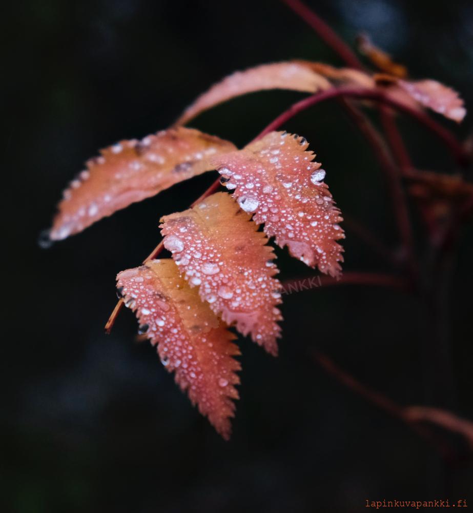 Rowan Leaf in Autumn Colors